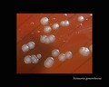 neisseria gonorrhoeae